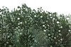 hagel - (c) c tussing.jpg
